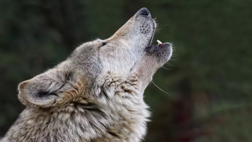 4. Timber Wolf